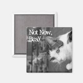 "Inte nu, upptagen" Crabby Cat Magnet