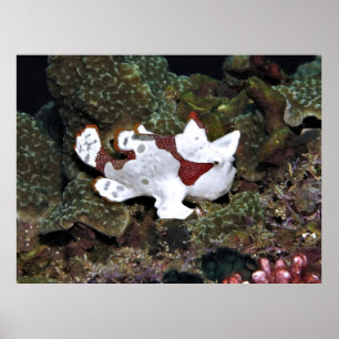 Inte väl Gömt frogfish Poster