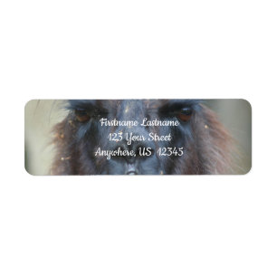 Intense Black Llama Farm Animal Adress Returadress Etikett