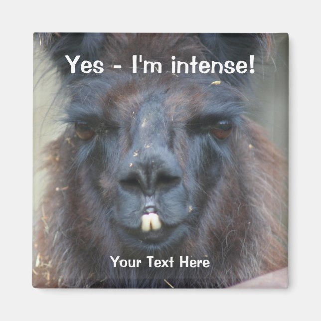 Intense Black Llama Funny Animal Magnet (Framsidan)