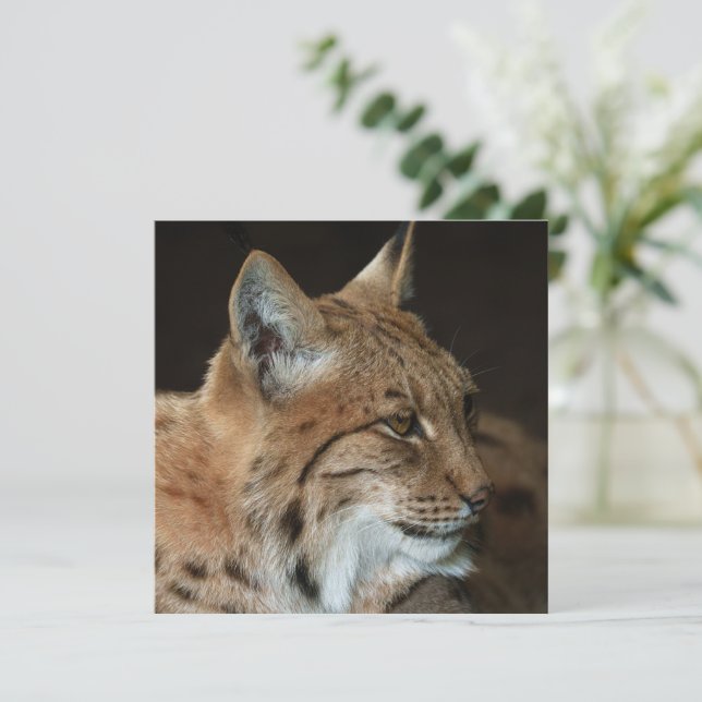 Intense Gaze: Nära en Lynx-anslutning (Stående Fram)