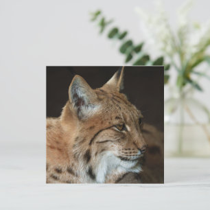 Intense Gaze: Nära en Lynx-anslutning