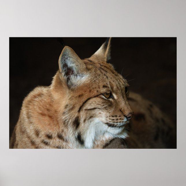 Intense Gaze: Nära en Lynx-anslutning Poster (Framsidan)