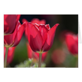Intense Red Tulip Hälsningskort