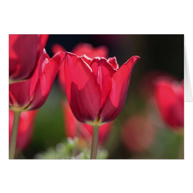 Intense Red Tulip Hälsningskort (Framsidan Horizontal)