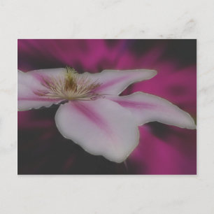 Intense White Clematis Flower Vykort