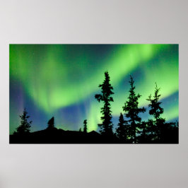 Intensifierad Aurora borealis over black spruce ta Poster