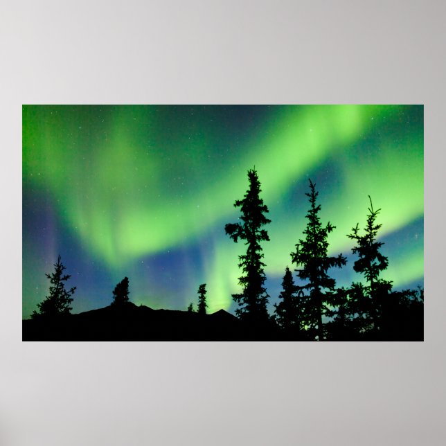 Intensifierad Aurora borealis over black spruce ta Poster (Framsidan)