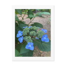 Intensis Blue Lacecap Hydrangea