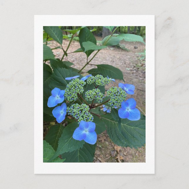 Intensis Blue Lacecap Hydrangea Vykort (Framsida)