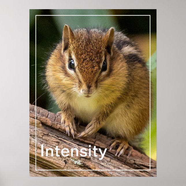 Intensitet Chipmunk Stare Poster (Framsidan)
