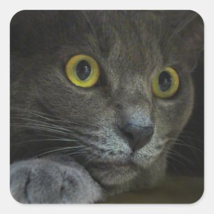 Intensitetsspärrar Fyrkantigt Klistermärke