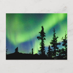 Intensiv Aurora borealis över svart granskog Vykort