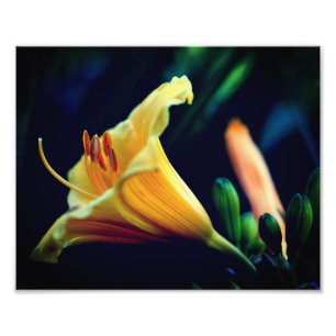 Intensiv Gult Lily Flower 8 x 10 Fototryck