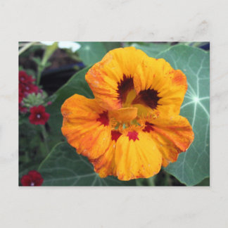 Intensiv Gult-Orange Nasturtium Vykort
