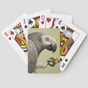 Intensiv Kongo Afrikas Grått Parrot Snacking Casinokort