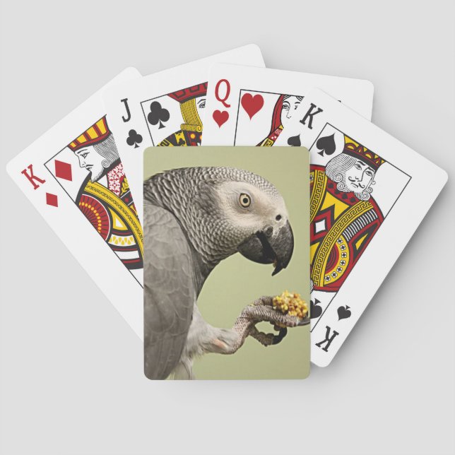 Intensiv Kongo Afrikas Grått Parrot Snacking Casinokort (Baksidan)