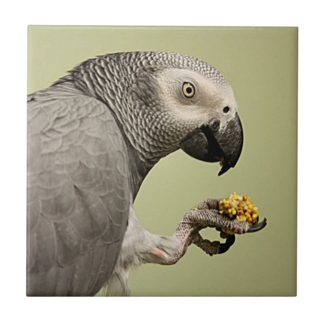 Intensiv kongolesiska Grått Parrot Snacking Kakelplatta (Framsidan)