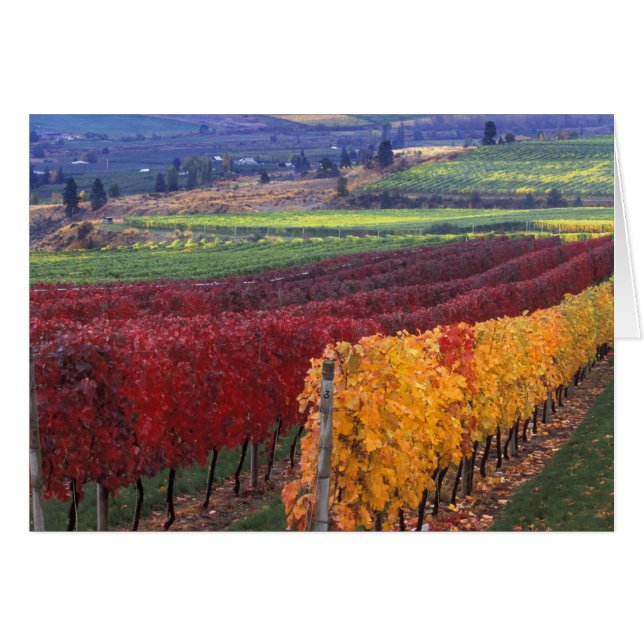 Intensiv röd och gult höst färger på Gehring Hälsningskort (Framsidan Horizontal)