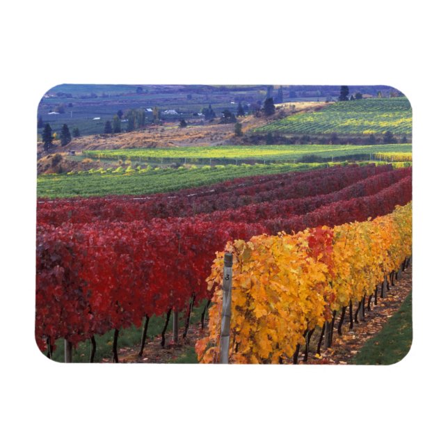 Intensiv röd och gult höst färger på Gehring Magnet (Horisontell)