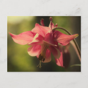 Intensiv Rosa Columbine Flower Vykort