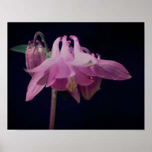 Intensiv Rosa Kolumbine Flower Close Up Poster