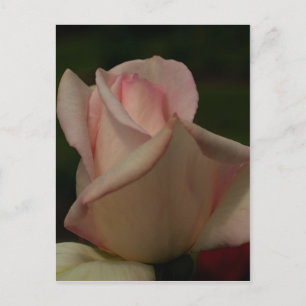 Intensiv Rosenknopp för Rosa blomma Vykort