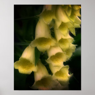 Intensiva foxghandblommor poster