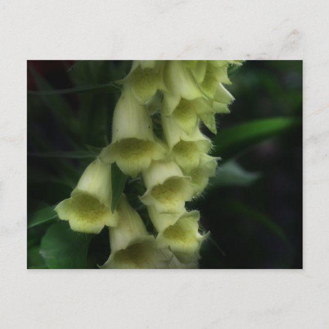 Intensiva foxhandskar blommor vykort (Framsida)