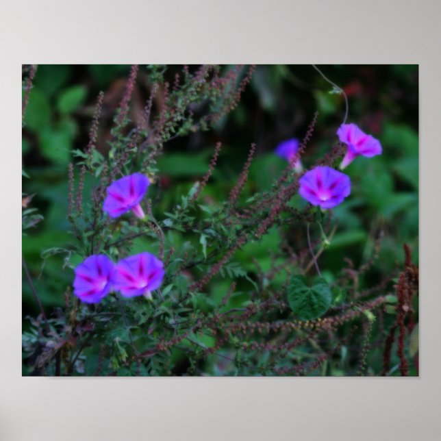 Intensiva Vilden God morgon Glory Flowers Poster (Framsidan)