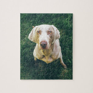 Intensiva Weimaraner Pussel