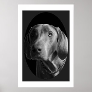 Intensiva Weimaraner - (svarten & vit) Poster