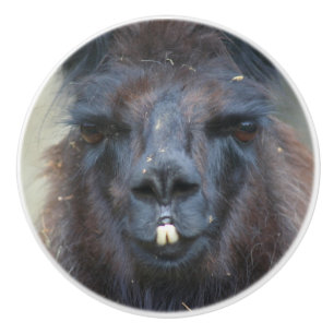 Intensive Black Llama Ansikte Close Up Knopp