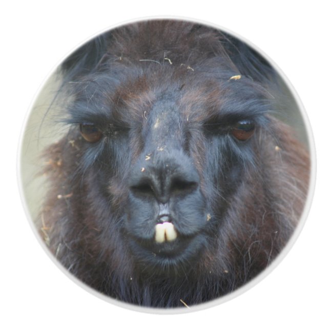 Intensive Black Llama Ansikte Close Up Knopp (Framsidan)