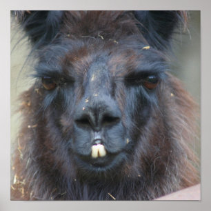 Intensive Black Llama Ansikte Close Up Poster