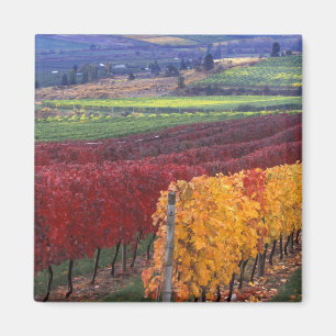 Intensivt rött och gult höst färger på Gehring Magnet