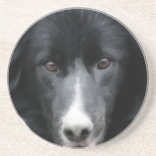 Intent Gräns Collie Ansikte Hund Animal Underlägg Sandsten