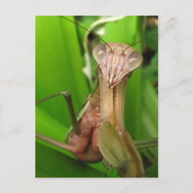 Intent Mantis ~ vycard Vykort (Framsida)
