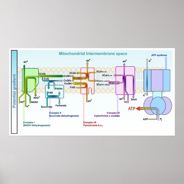 Intermembranrymme i elektronkedjan Mitonchondrial Poster (Framsidan)