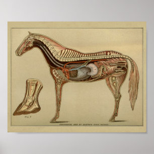 Intern anatomi Skriv ut på Horse Organ Organ Poster