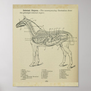 Intern anatomisk utskrift för häst poster