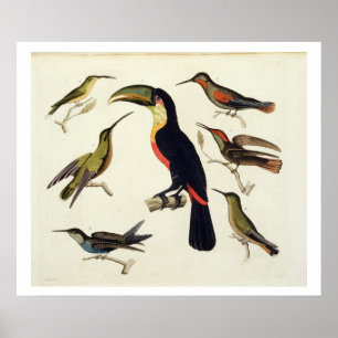 Interna fåglar, inklusive Toucan (mitten), Amazo Poster