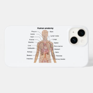 Interna organ - Anatomidiagram för mänskliga organ