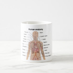 Interna organ - Anatomidiagram för mänskliga organ Kaffemugg