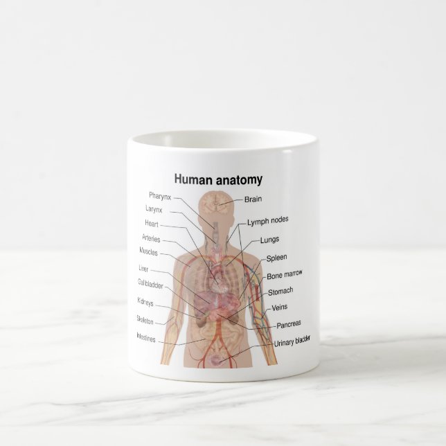 Interna organ - Anatomidiagram för mänskliga organ Kaffemugg (Center)