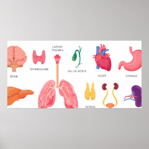 Interna organ i kroppsdelar poster