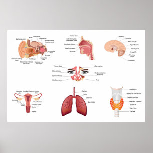 Interna organ i människokroppen poster