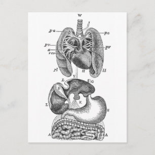 Interna organ vykort