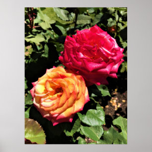Internationell Ro Test Garden, Portland, Oregon Poster
