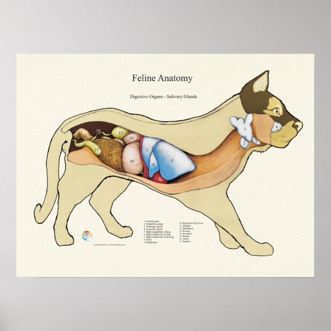 Internt matsmältningsanatomi - veterinärdiagram poster (Framsidan)